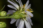 White panicle aster